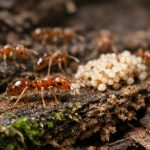 Wasmannia auropunctata : biologie, habitat et risques de la fourmi électrique invasive