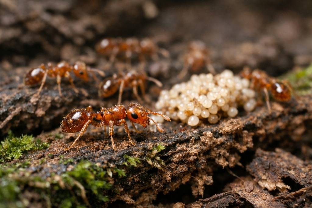 Wasmannia auropunctata : biologie, habitat et risques de la fourmi électrique invasive
