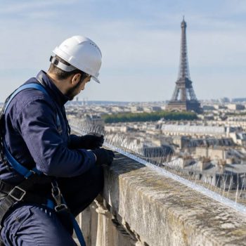Pourquoi faire appel à un spécialiste du dépigeonnage à paris