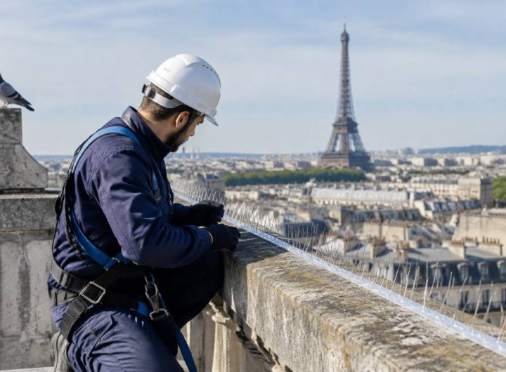 Pourquoi faire appel à un spécialiste du dépigeonnage à paris